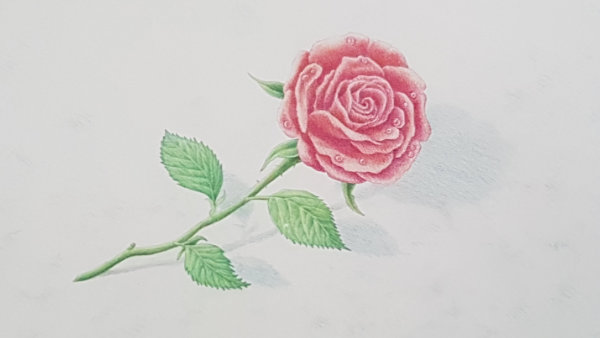 Rose of Tralee 1992 Callcard Illustration by Aislinn Adams